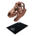 Jurassic Park Scaled Prop Replica T-Rex Skull 10 cm Factory Entertainment Product