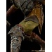 Lord of the Rings: Swordsman Orc 1:10 Scale Statue Iron Studios Product